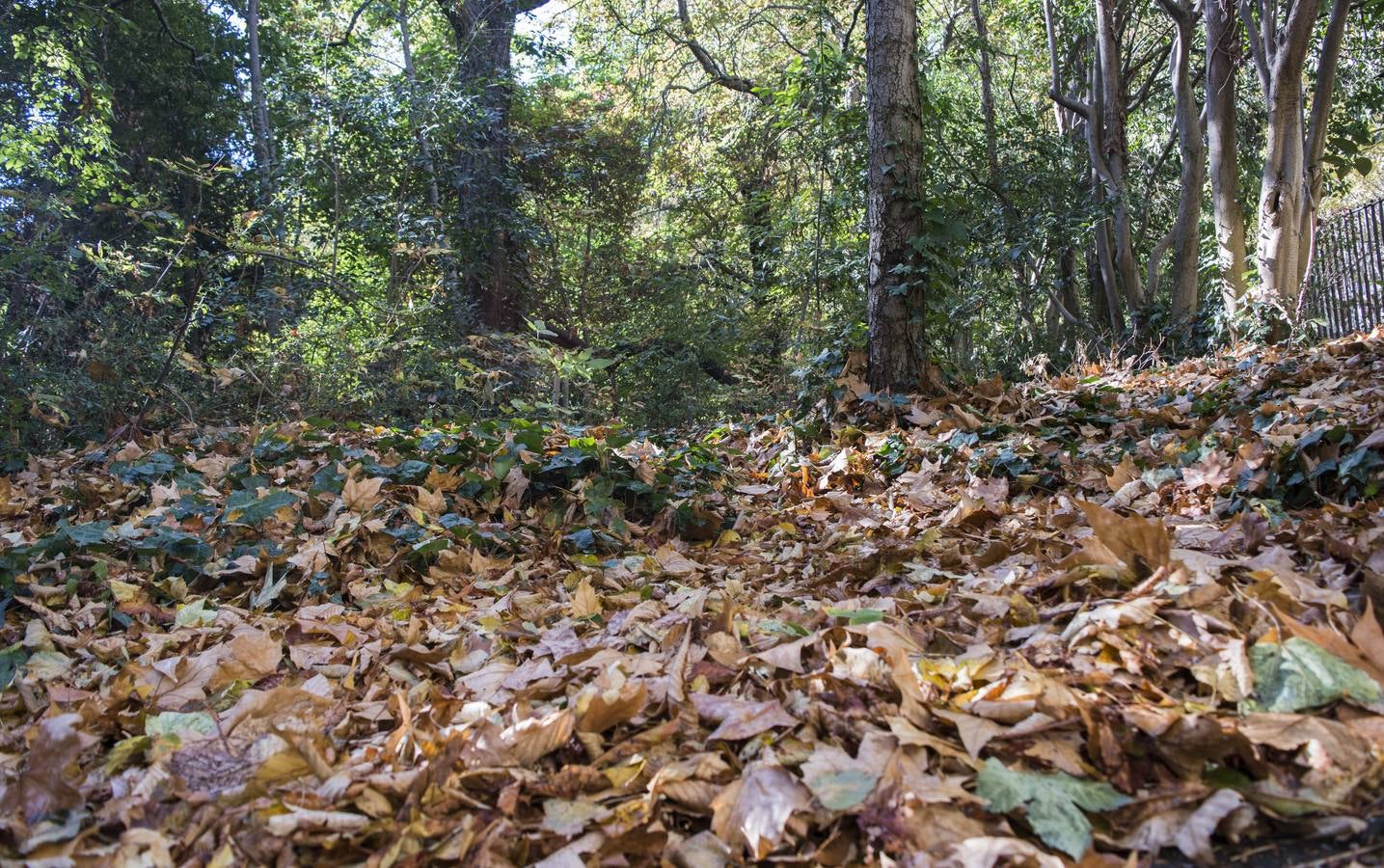 Fotos: El otoño viste a Valladolid