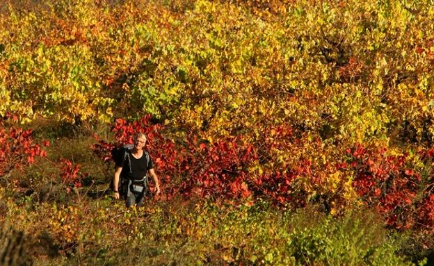 Una peregrina camina entre los viñedos del Bierzo en pleno otoño.