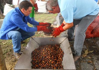 Imagen secundaria 1 - Una peregrina camina entre los viñedos del Bierzo en pleno otoño Abajo a la izquierda tradicional asado de castañas en un magosto popular en el Bierzo y dos Peregrinos degustan productos tradicionales a su paso por el Bierzo en otoño. 