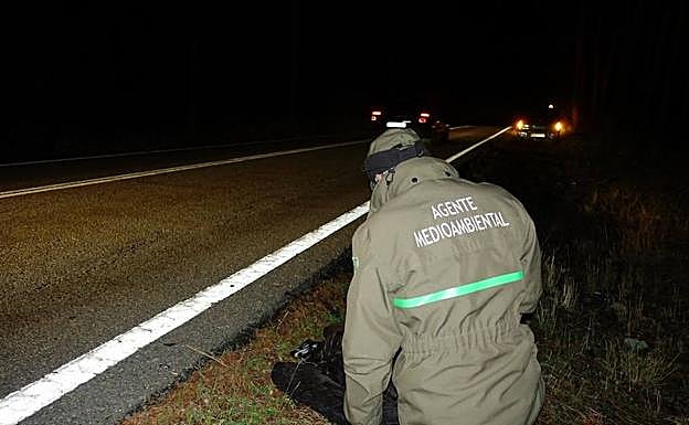 Agentes medioambientales recogen un buitre negro atropellado. 
