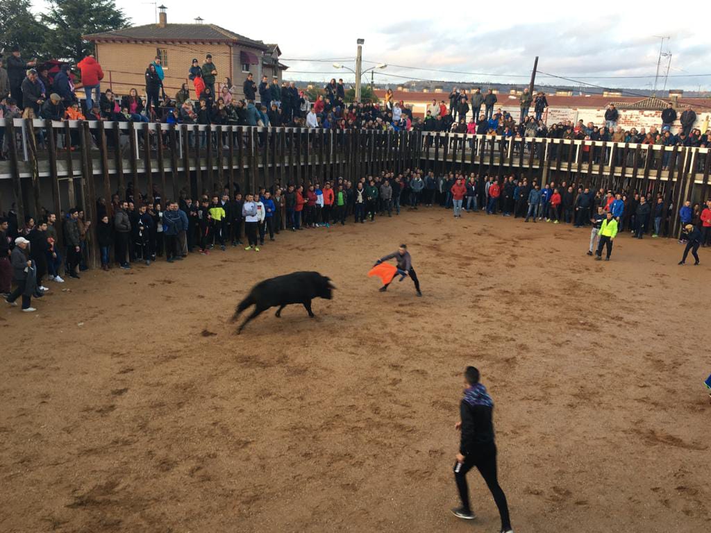  Traspinedo recibió este sábado a cientos de personas para asistir a la suelta de dos novillos de las ganaderías de Ustárroz y Jara del Retamar 