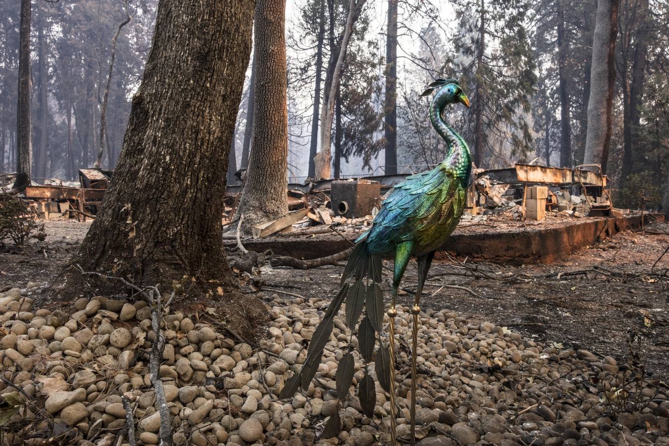 Los incendios forestales que desde el jueves arrasan California, se encuentran entre los más letales en Estados Unidos desde principios de los 90