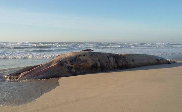 Una ballena común, de 18,5 metros de longitud y aproximadamente 8 toneladas, apareció hoy muerta en una playa del municipio de Mira, en la costa central de Portugal. 