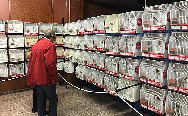 El color es la característica que más llama la atención de los visitantes. 