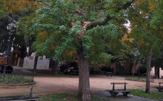 Uno de los árboles en mal estado del Paseo del Salón.