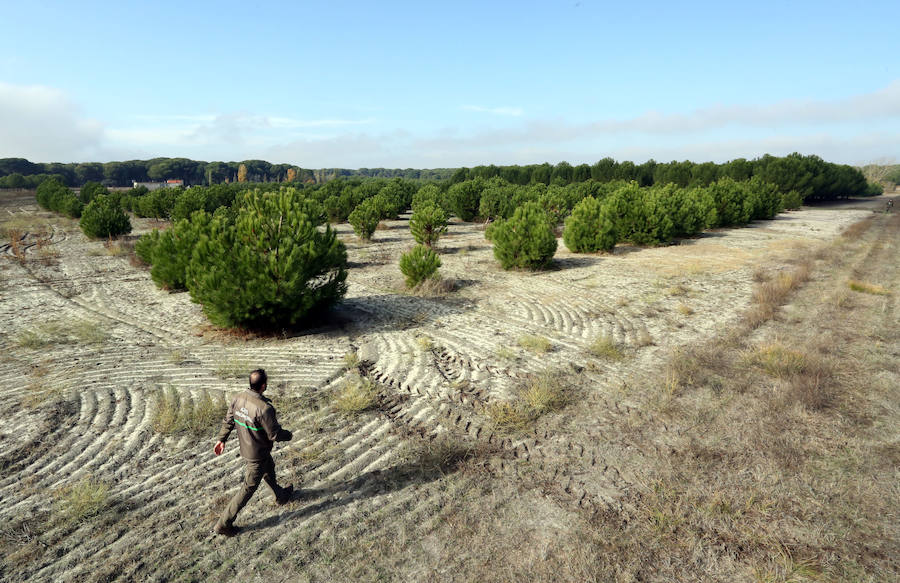 Plantación de pinos piñoneros injertados en Castilla y León.