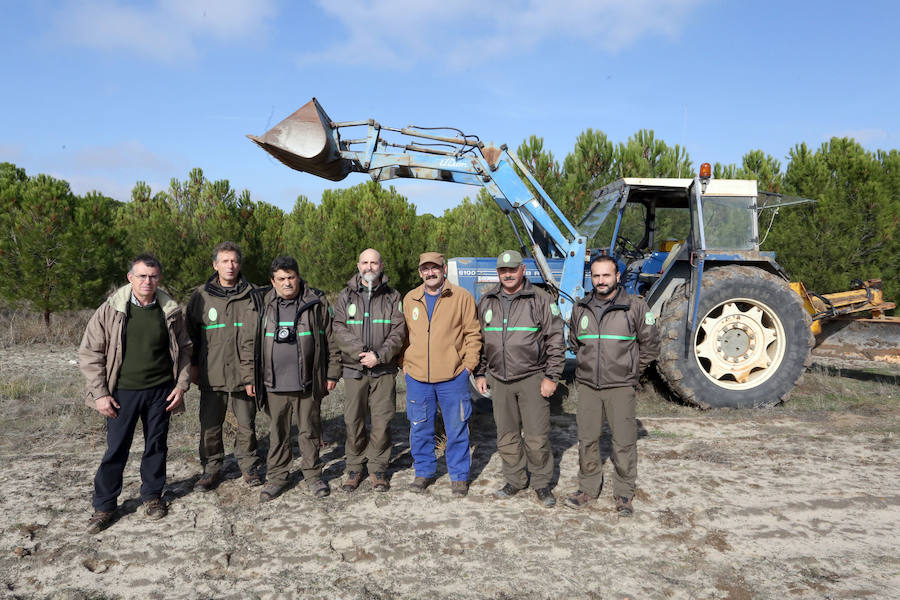 Equipo de técnicos y agentes forestales que trabajan en una plantación de pinos piñoneros injertados.
