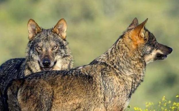 Los ataques de lobo se han multiplicado en las últimas semanas en Ávila. 