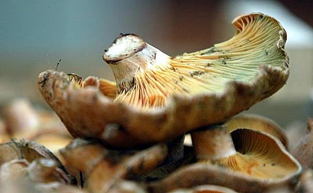 El concurso 'Mejor Tapa Micológica' de Soria elige a sus cuatro finalistas. 