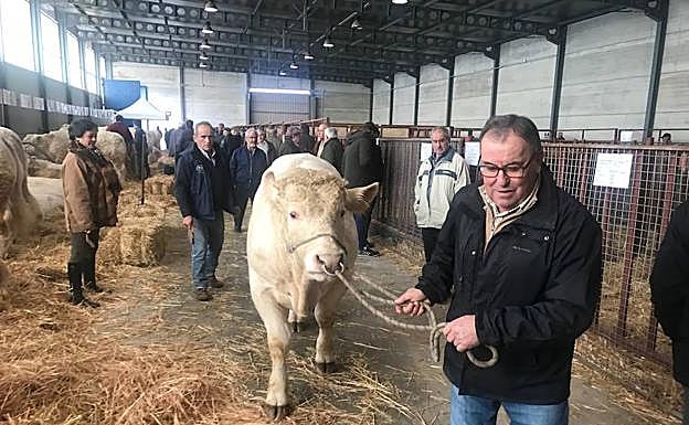 Un ejemplar de charolés en el rencito ferial. 