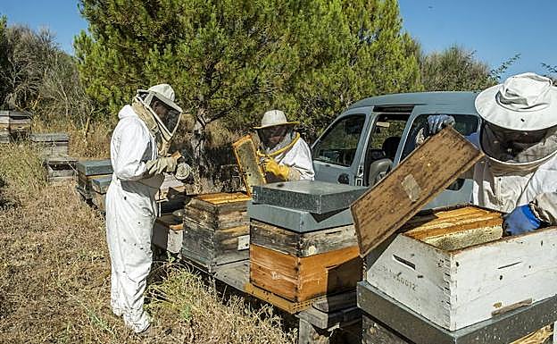 Variso apicultores trabajan en unas colmenas