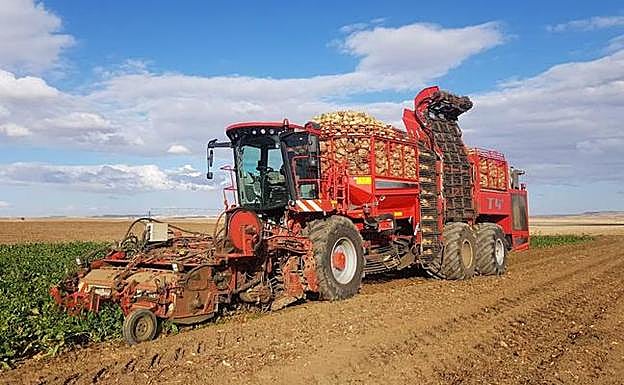 Una de las máquinas de un remolachero, a pleno rendimiento, durante la recogida.
