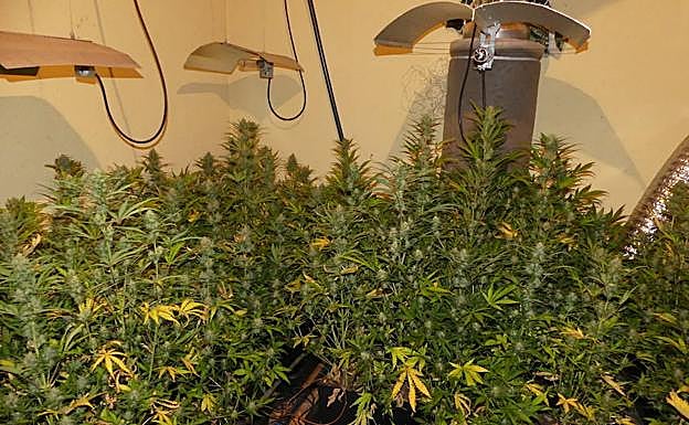 Cultivo en el interior de una nave del polígono La Mora incautado en mayo por la Policía Nacional. 