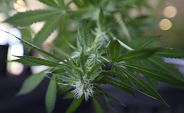 Planta de cannabis.