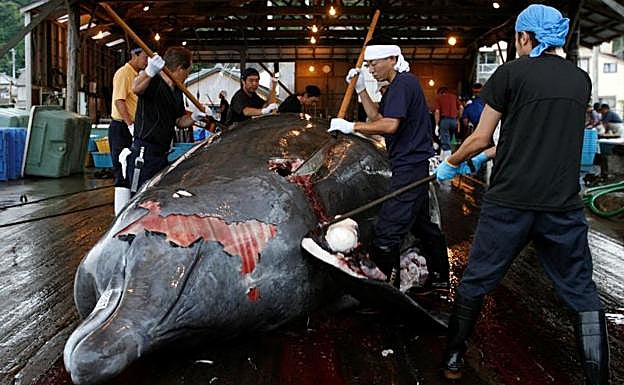 Imagen de una ballena tras ser cazada en Japón. 