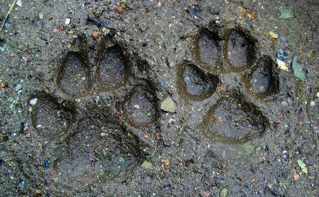 Huellas de lobo. 