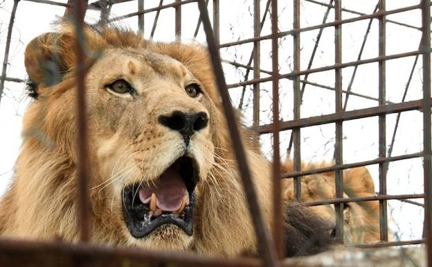 Imagen de archivo de un león en un zoológico de Estados Unidos. 