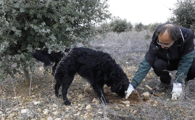 El perro Blacky, en una jornada de búsqueda en el Cerrato.