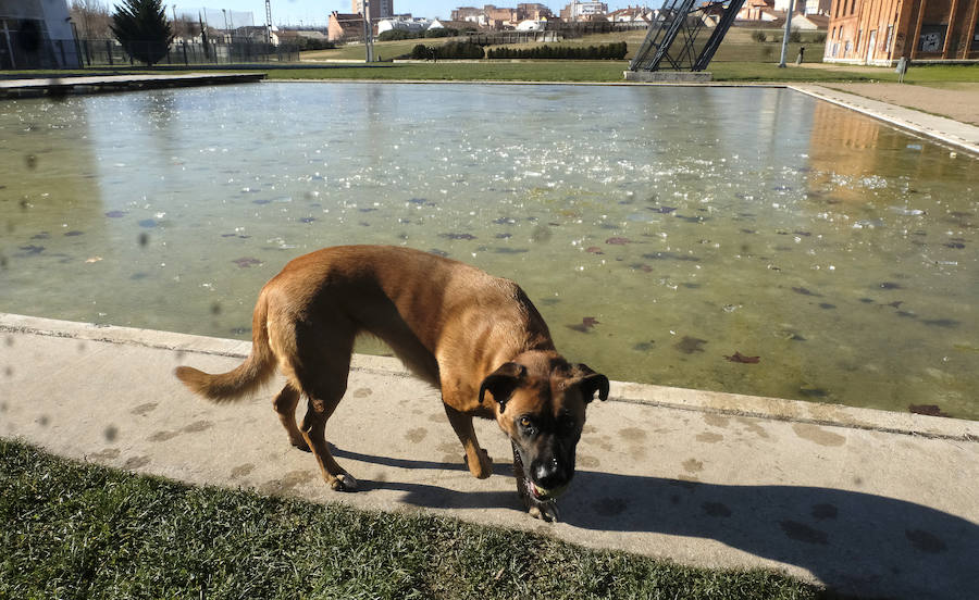 Helada en Valladolid.