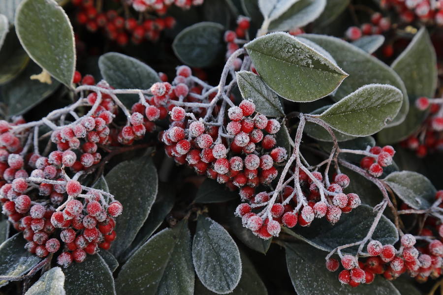 Helada en Peñafiel.