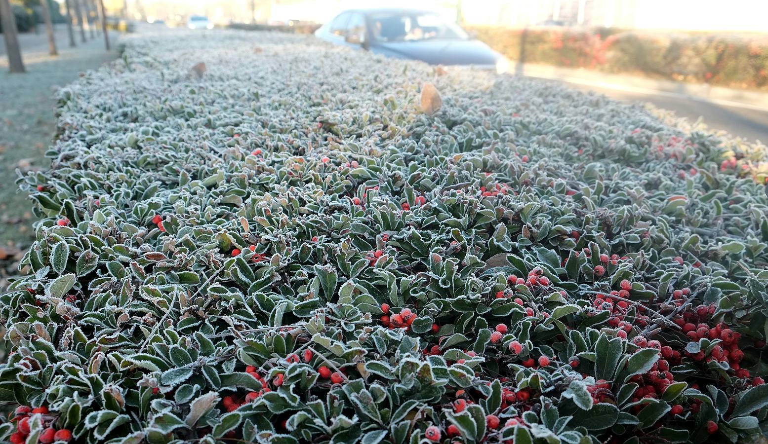 Fotos: Helada en Valladolid