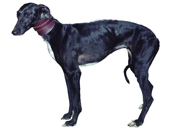 Ada de Cantimpalos. Negra. Nacida el 29 de junio de 2016. Campeona del II Grupo de Castilla y León. Club Galguero: El Tanganillo.