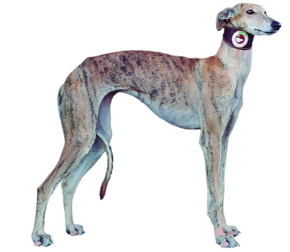 Corina de Martos. Barcina. Nacida el 7 de julio de 2017. Campeona del IV Grupo de Andalucía. Club Galguero: Villa Ducal.