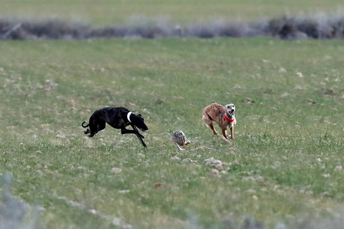 Fotos: Carreras del Campeonato Nacional de Galgos de Nava