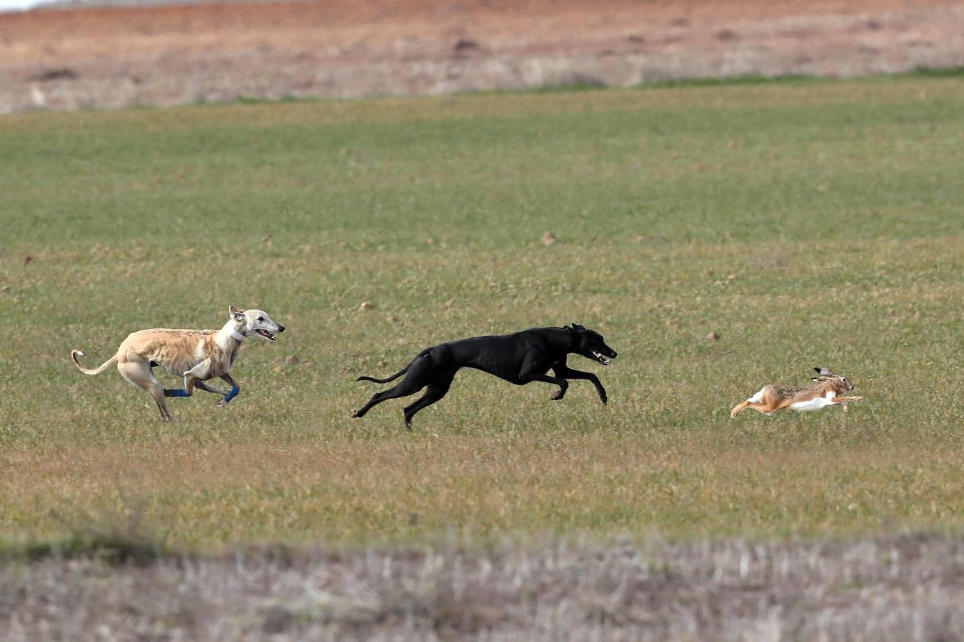 Fotos: Carreras del Campeonato Nacional de Galgos de Nava