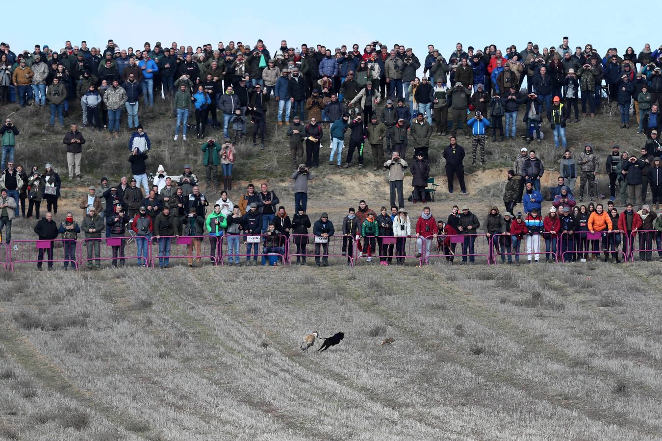 Fotos: Carreras del Campeonato Nacional de Galgos de Nava