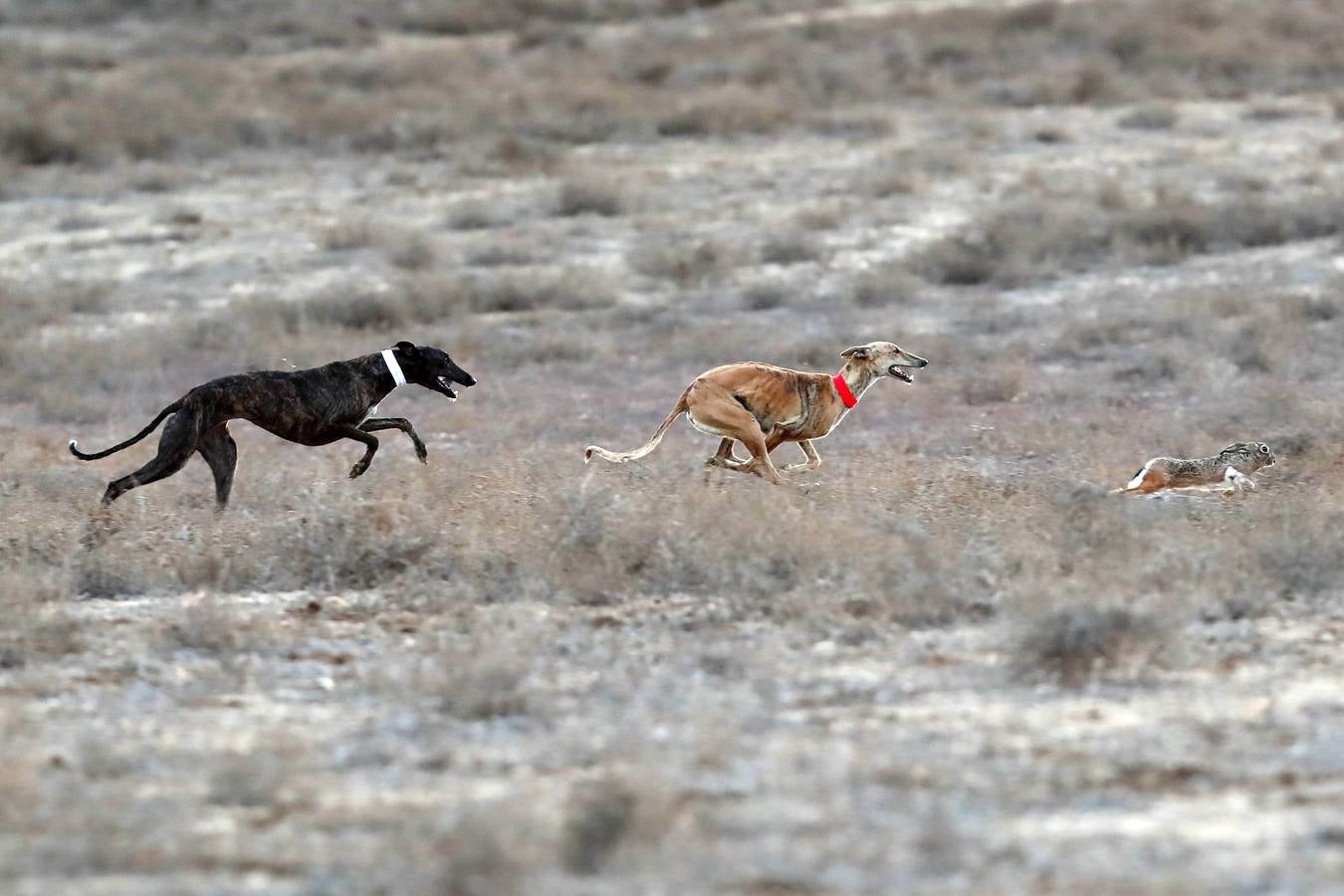 Fotos: Carreras del Campeonato Nacional de Galgos de Nava