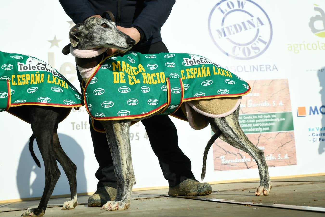 Fotos: Octavos de final del Campeonato Nacional de galgos, en Nava del Rey