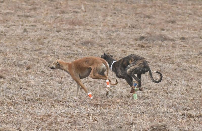 Fotos: Jornada del domingo en el Campeonato Nacional de Galgos de Nava del Rey