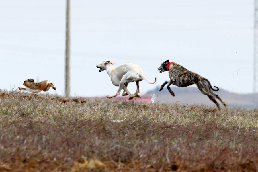 Fotos: Jornada del domingo en el Campeonato Nacional de Galgos de Nava del Rey