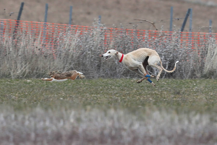 Fotos: Jornada del domingo en el Campeonato Nacional de Galgos de Nava del Rey