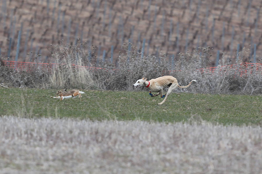 Fotos: Jornada del domingo en el Campeonato Nacional de Galgos de Nava del Rey