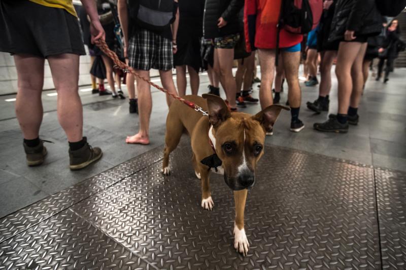 Es la décimo octava edición del 'No Pants Subway Ride', que cada año, desde el 2002, organiza la plataforma de comediantes Improv Everywhere y consiste en quitarse la falda o el pantalón dentro del suburbano con el objetivo de hacer reír a la gente y divertirse