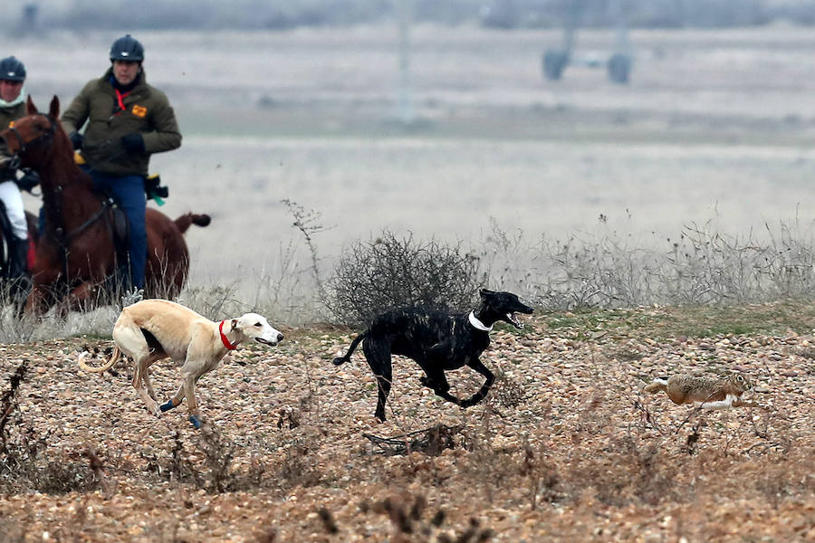 Fotos: Octavos de final del Campeonato Nacional de Galgos