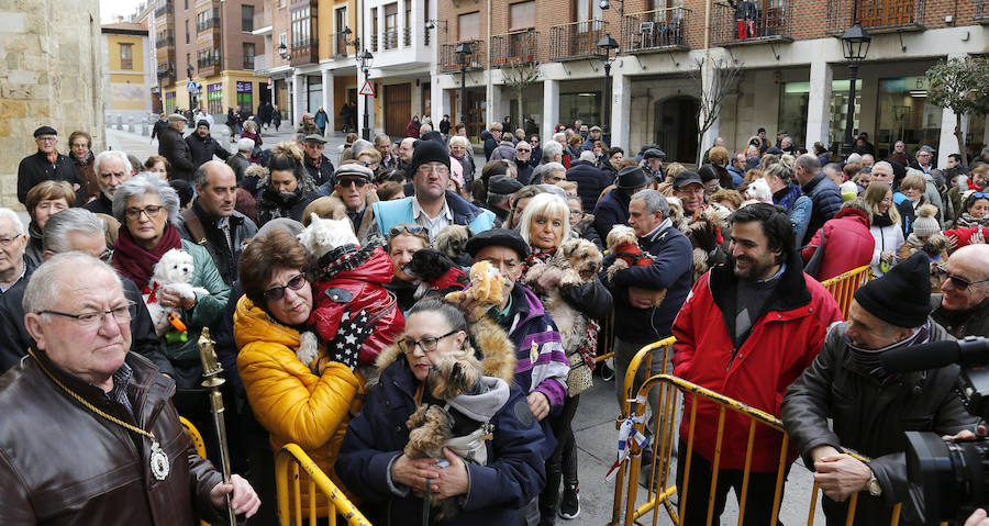 Fotos: Las mascotas reciben la bendición de San Antón, en Palencia