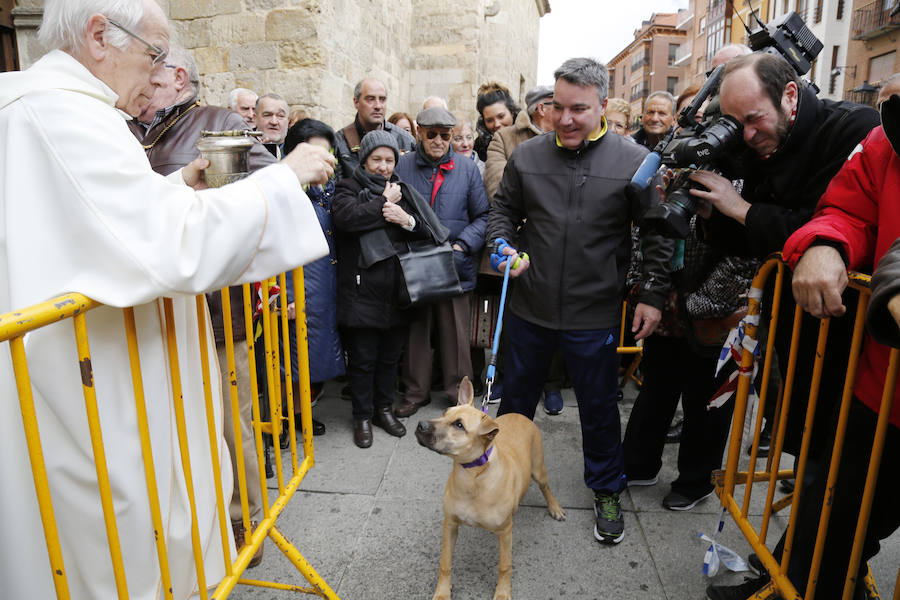 Fotos: Las mascotas reciben la bendición de San Antón, en Palencia