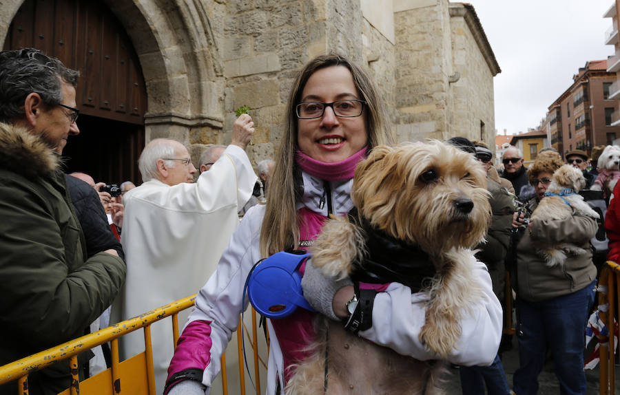 Fotos: Las mascotas reciben la bendición de San Antón, en Palencia