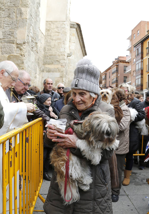 Fotos: Las mascotas reciben la bendición de San Antón, en Palencia