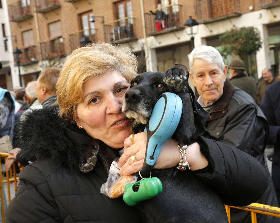 Fotos: Las mascotas reciben la bendición de San Antón, en Palencia