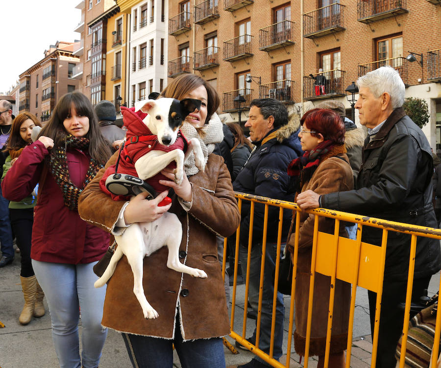 Fotos: Las mascotas reciben la bendición de San Antón, en Palencia