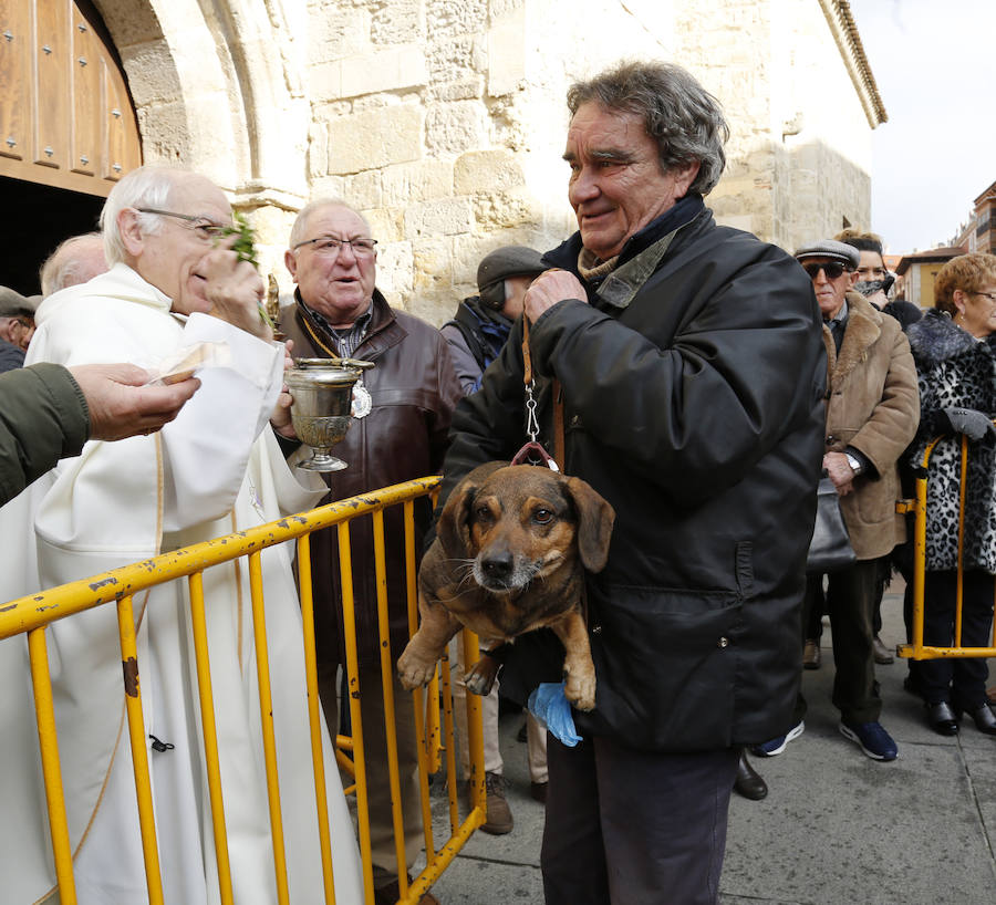 Fotos: Las mascotas reciben la bendición de San Antón, en Palencia