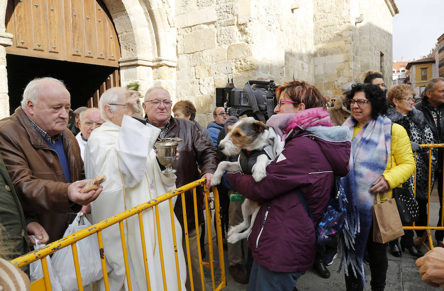 Fotos: Las mascotas reciben la bendición de San Antón, en Palencia