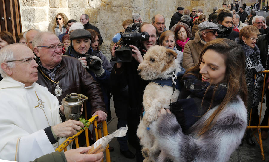 Fotos: Las mascotas reciben la bendición de San Antón, en Palencia