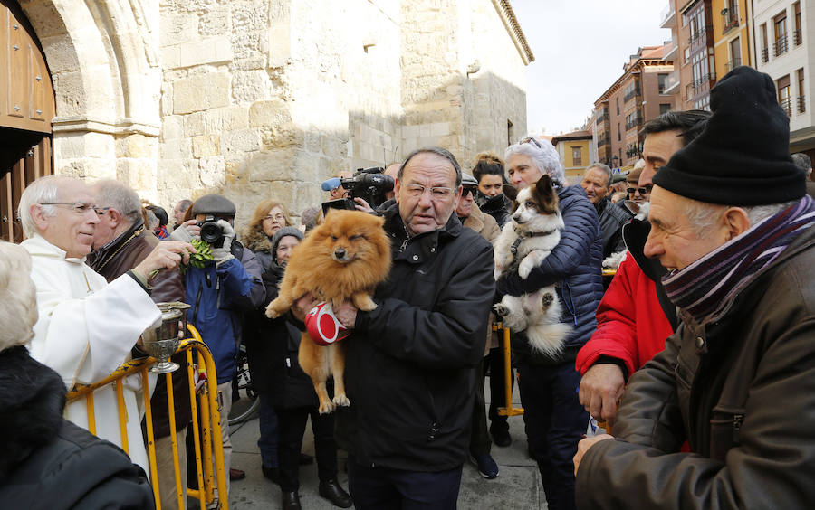 Fotos: Las mascotas reciben la bendición de San Antón, en Palencia