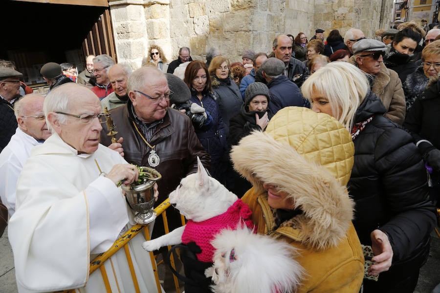 Fotos: Las mascotas reciben la bendición de San Antón, en Palencia