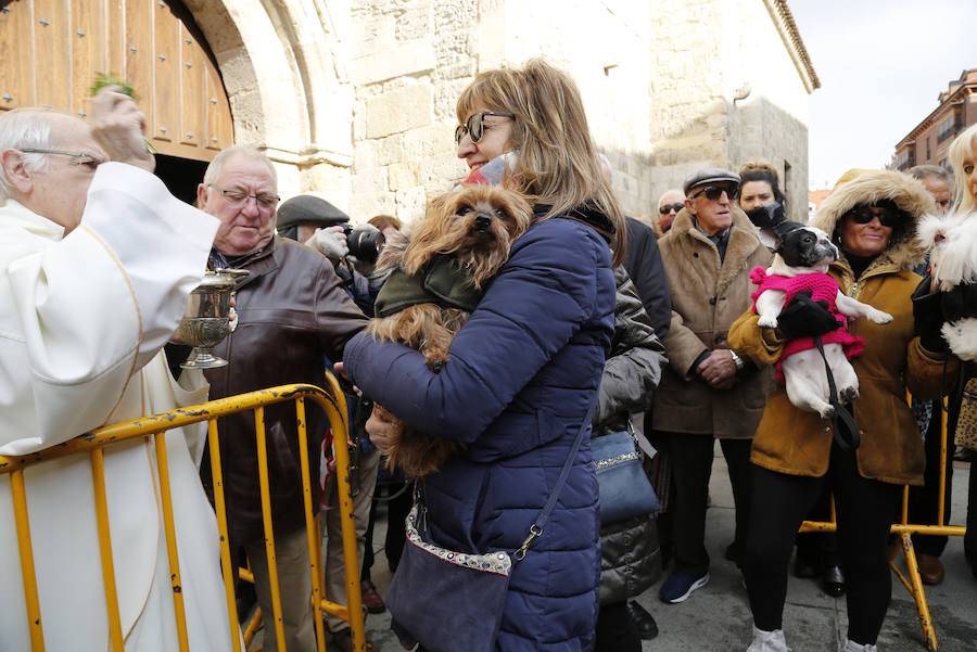 Fotos: Las mascotas reciben la bendición de San Antón, en Palencia